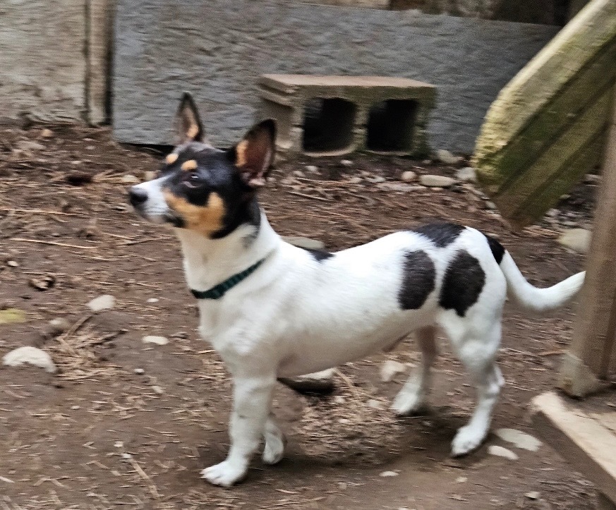 Prince, an adoptable Rat Terrier in Thompson Falls, MT, 59873 | Photo Image 2