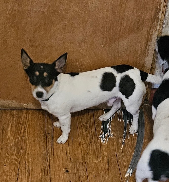 Prince, an adoptable Rat Terrier in Thompson Falls, MT, 59873 | Photo Image 3