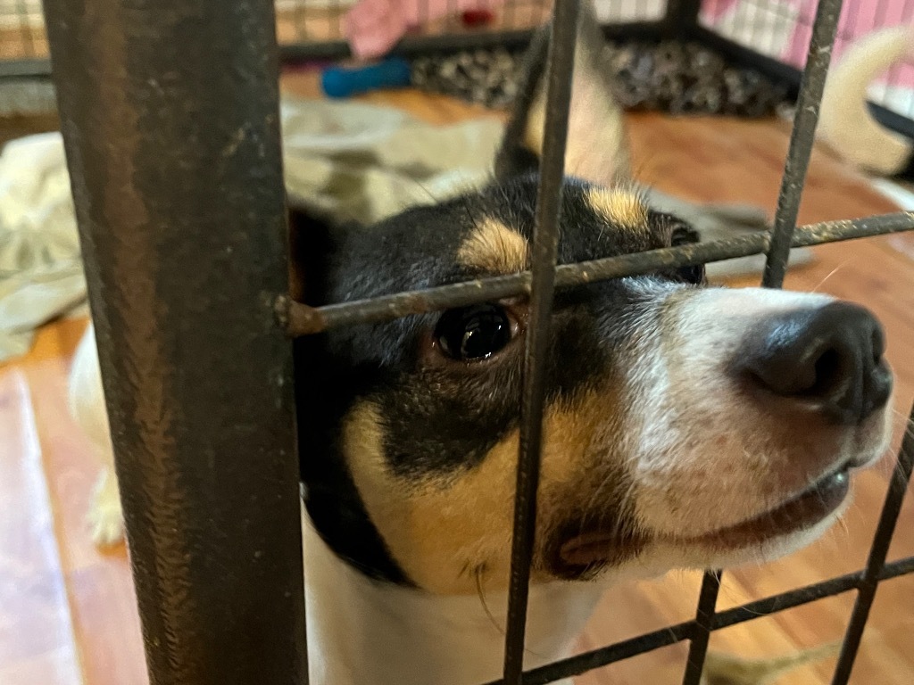 Prince, an adoptable Rat Terrier in Thompson Falls, MT, 59873 | Photo Image 4