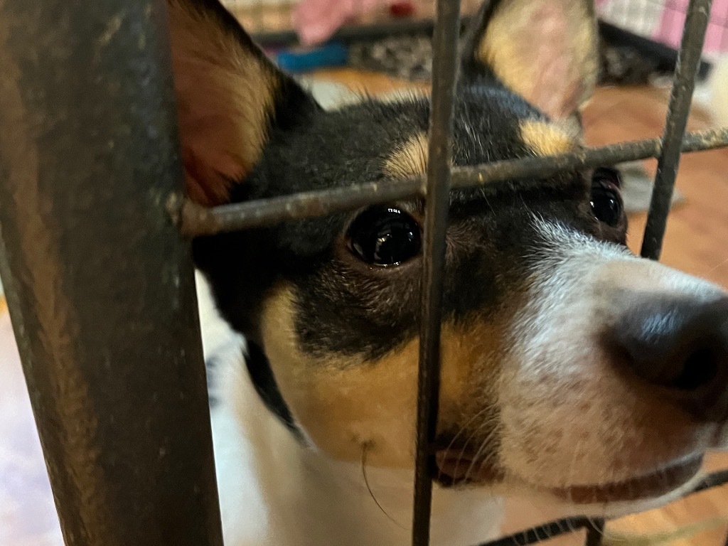 Prince, an adoptable Rat Terrier in Thompson Falls, MT, 59873 | Photo Image 5