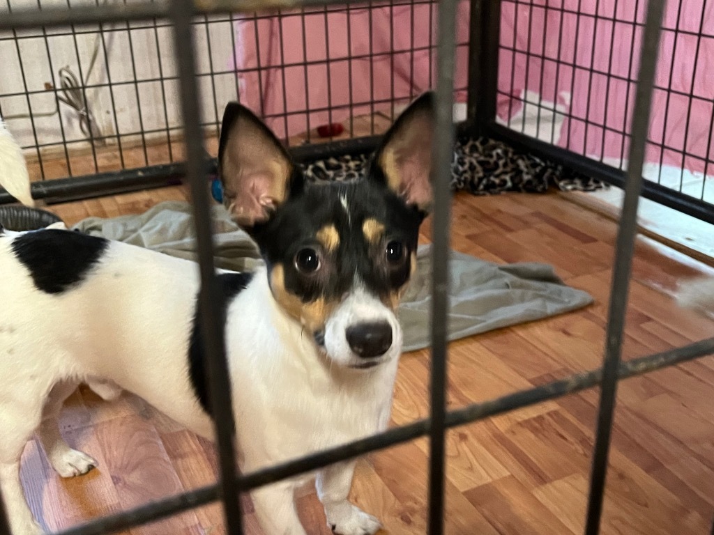 Prince, an adoptable Rat Terrier in Thompson Falls, MT, 59873 | Photo Image 6