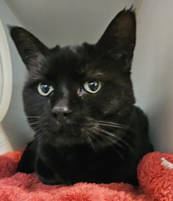 Lisa, an adoptable Domestic Short Hair in Thompson Falls, MT, 59873 | Photo Image 1