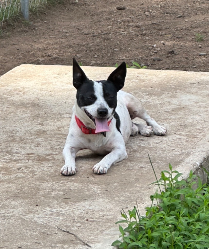 King, an adoptable Rat Terrier in Thompson Falls, MT, 59873 | Photo Image 1