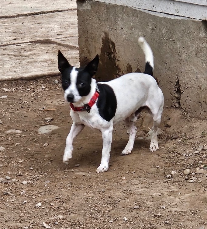 King, an adoptable Rat Terrier in Thompson Falls, MT, 59873 | Photo Image 2