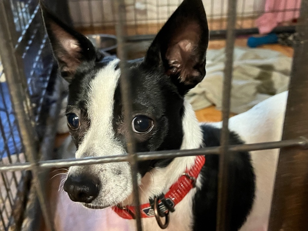 King, an adoptable Rat Terrier in Thompson Falls, MT, 59873 | Photo Image 3