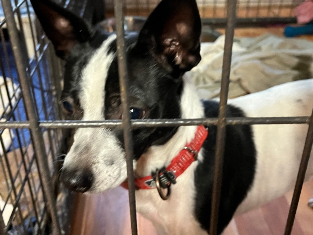 King, an adoptable Rat Terrier in Thompson Falls, MT, 59873 | Photo Image 4