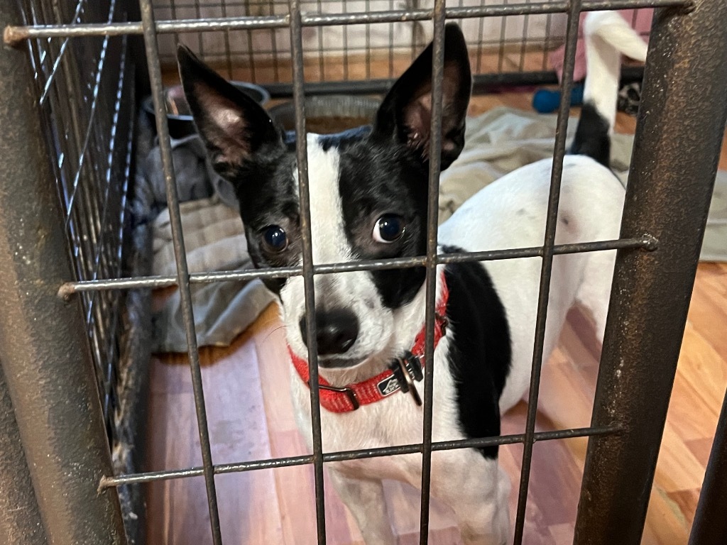 King, an adoptable Rat Terrier in Thompson Falls, MT, 59873 | Photo Image 5