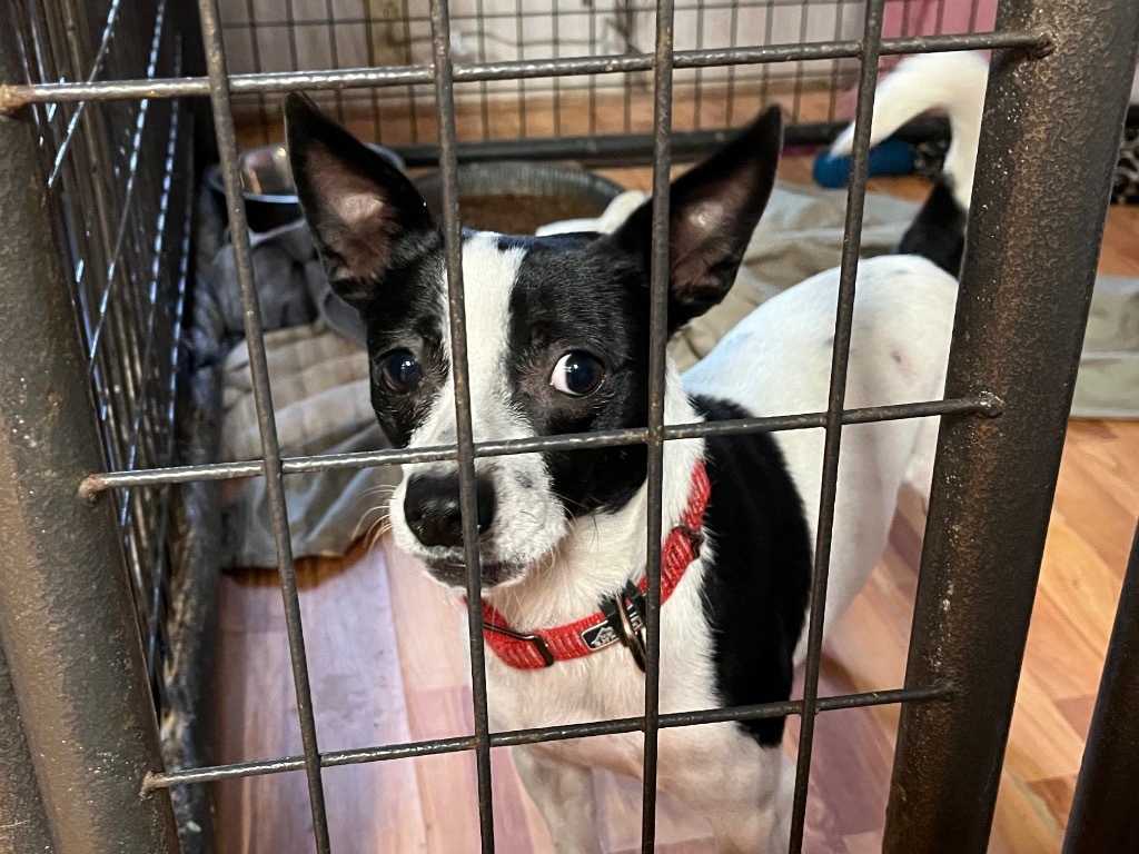 King, an adoptable Rat Terrier in Thompson Falls, MT, 59873 | Photo Image 6