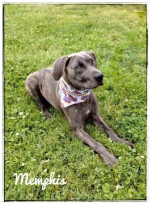 Memphis is one hansom grey brindle WeimaranerLabrador retriever pup Hes just nine months old and 