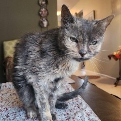Margaret, an adoptable Domestic Medium Hair in Salt Lake City, UT, 84106 | Photo Image 1