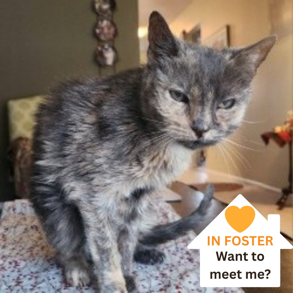 Margaret, an adoptable Domestic Medium Hair in Salt Lake City, UT, 84106 | Photo Image 1