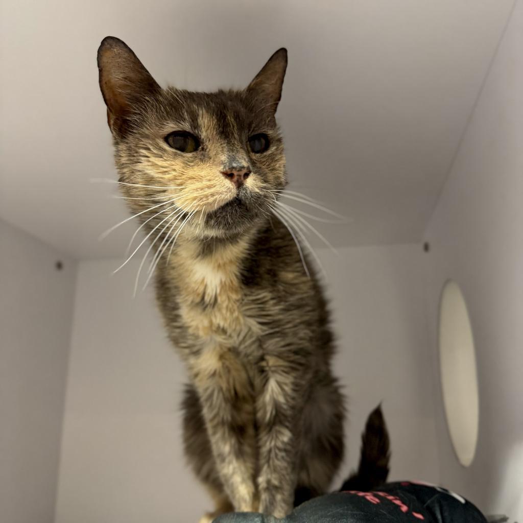 Margaret, an adoptable Domestic Medium Hair in Salt Lake City, UT, 84106 | Photo Image 2