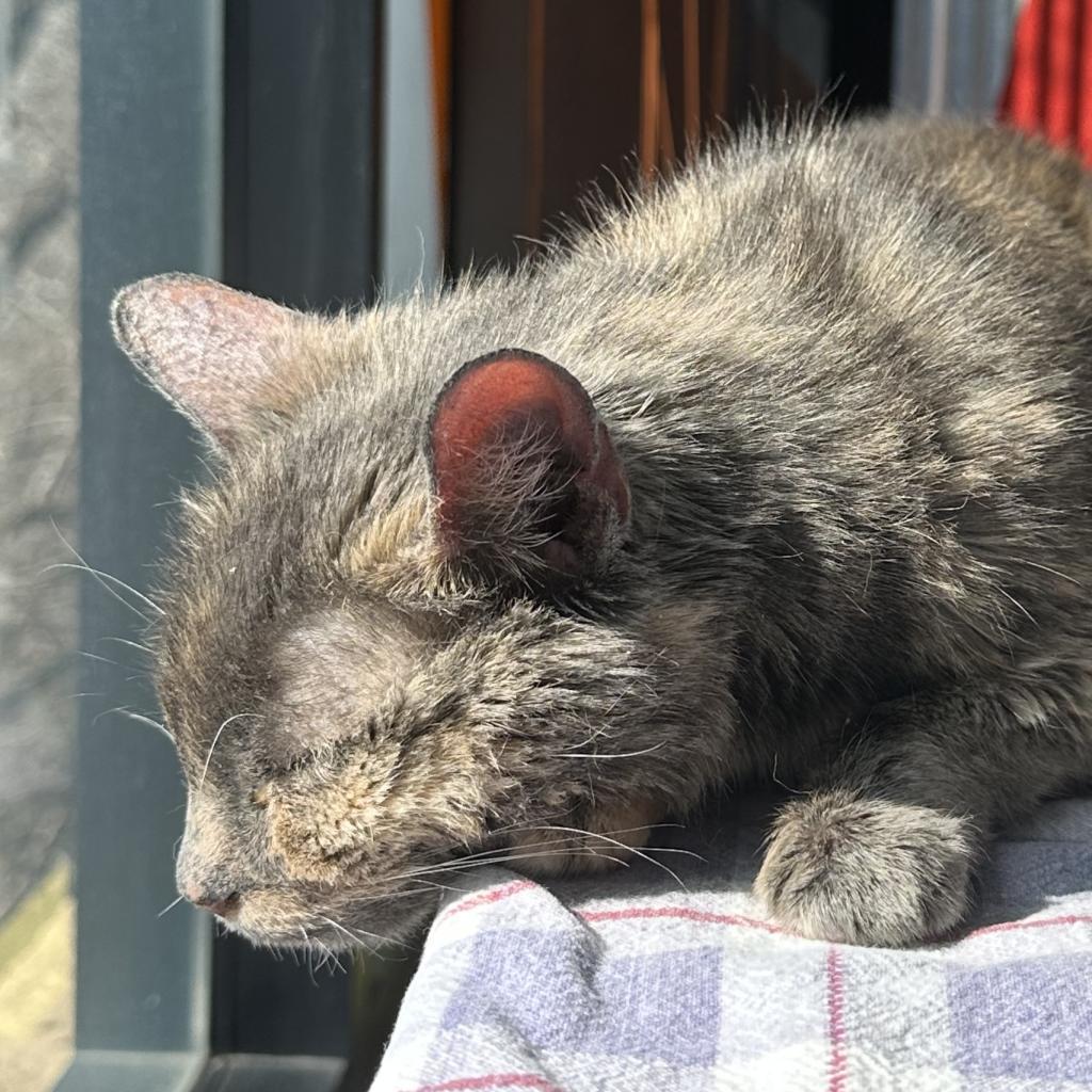 Margaret, an adoptable Domestic Medium Hair in Salt Lake City, UT, 84106 | Photo Image 3