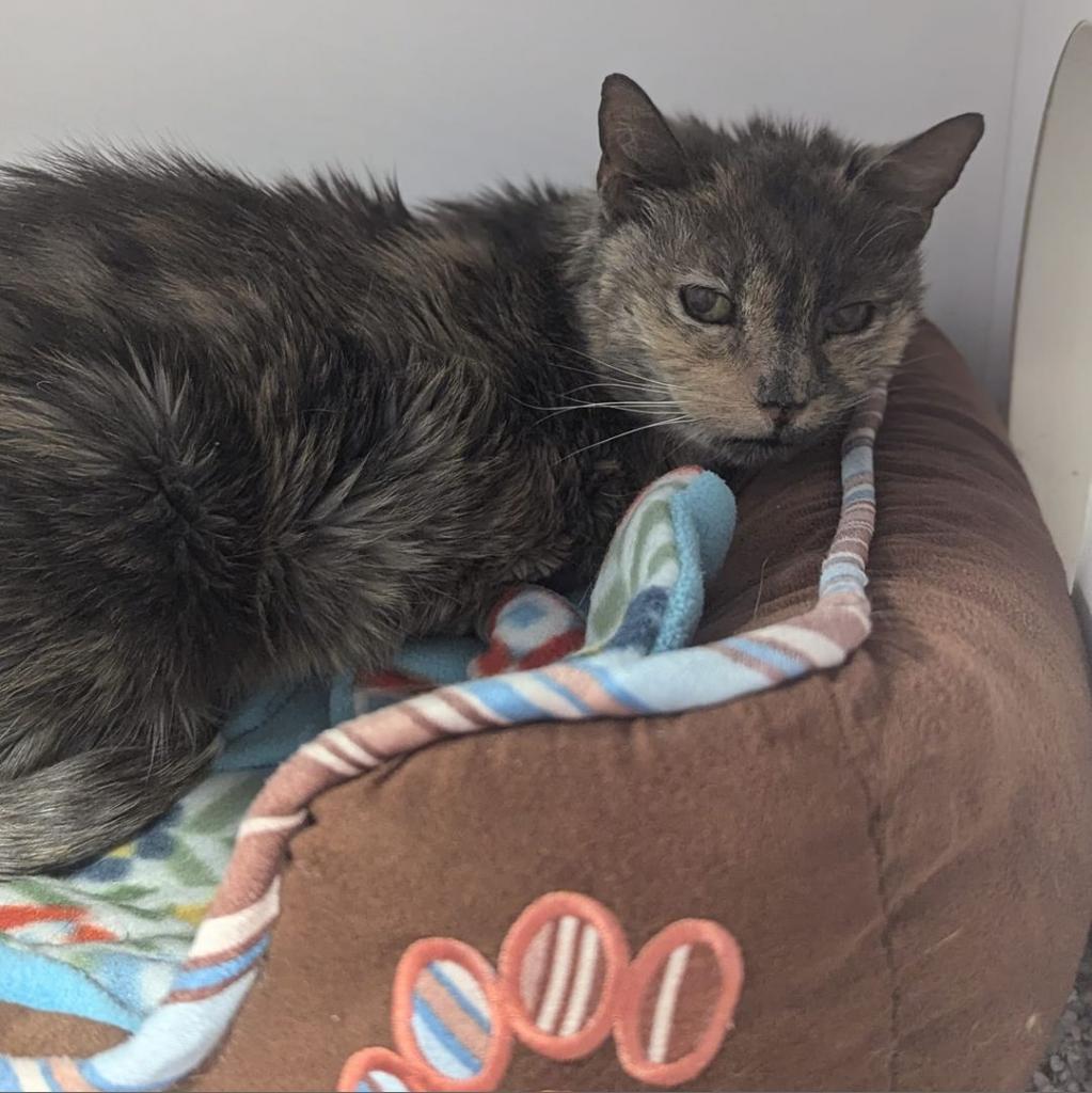 Margaret, an adoptable Domestic Medium Hair in Salt Lake City, UT, 84106 | Photo Image 3