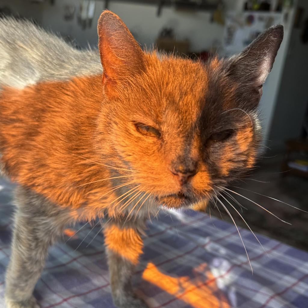 Margaret, an adoptable Domestic Medium Hair in Salt Lake City, UT, 84106 | Photo Image 5