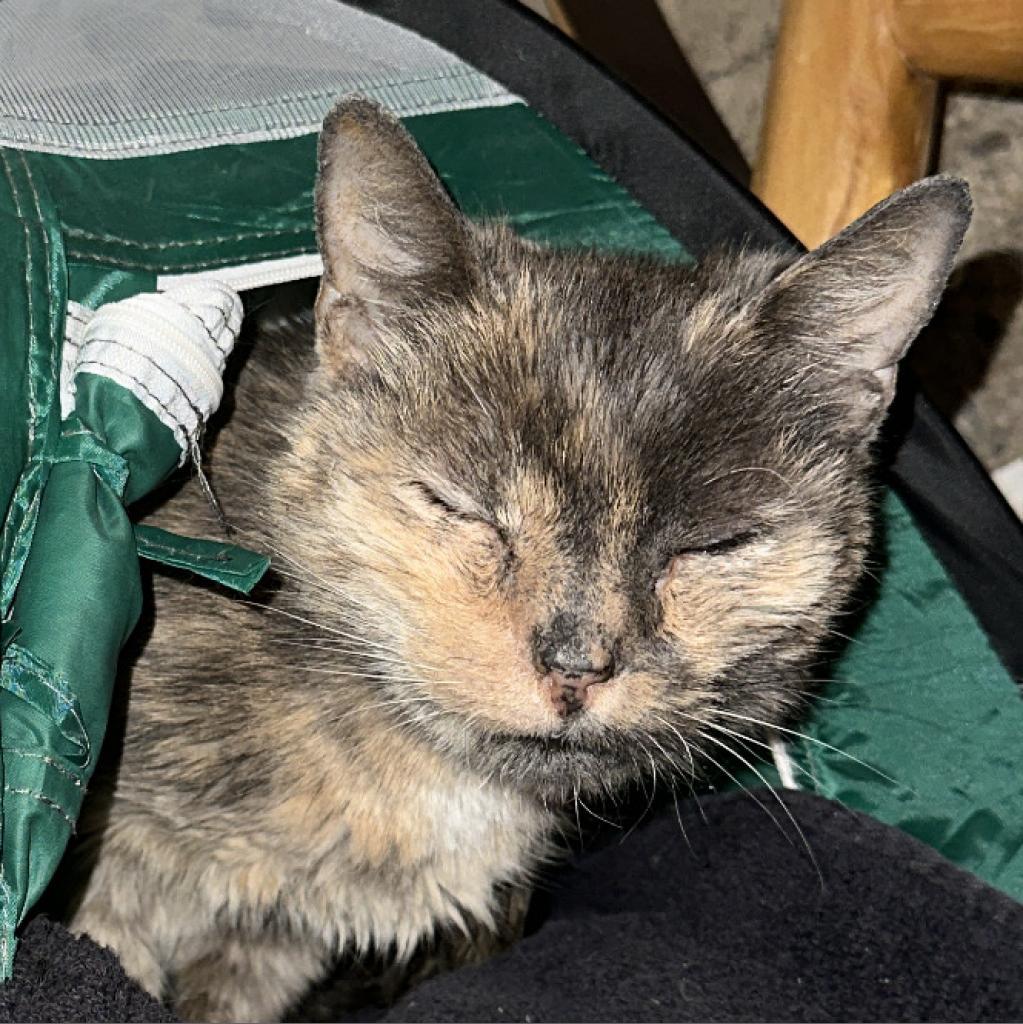 Margaret, an adoptable Domestic Medium Hair in Salt Lake City, UT, 84106 | Photo Image 6