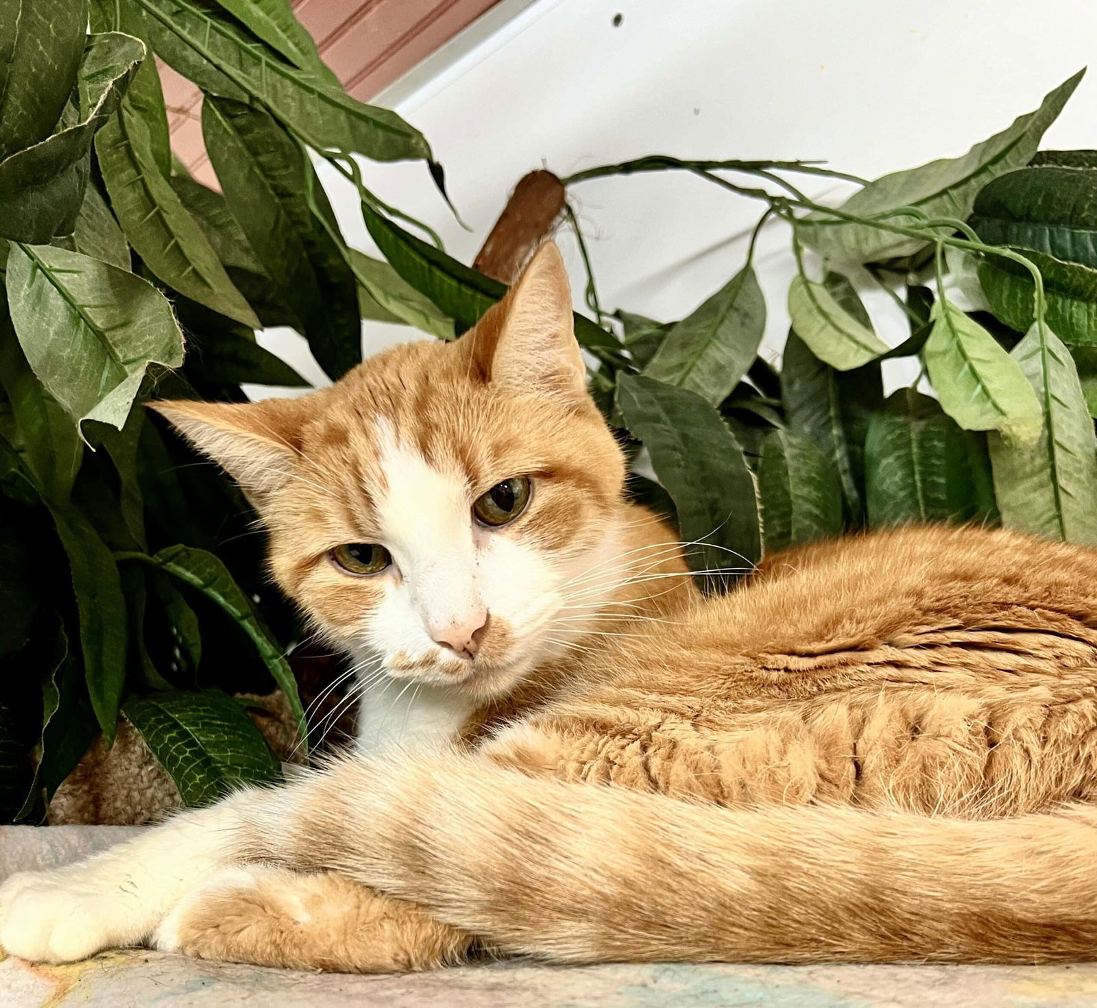 Beau, an adoptable American Shorthair in Shreveport, LA, 71119 | Photo Image 1