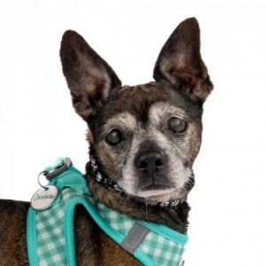 Cornbreads adoption fee has been covered by a super fan Meet Cornbread the cheerful and mellow 