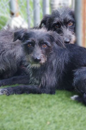 BONDED PAIR Hi our names are Freddy and Gucci We are approximately 2 years old Freddy male weig