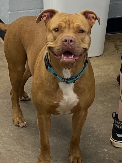 Iris, an adoptable Pit Bull Terrier in Duncan, OK, 73533 | Photo Image 1