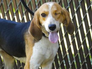 ANNIE Beagle Dog