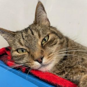 Binx is an adult cat that likes head and chin scratches and has a knack for finding the best seat