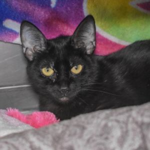 Meet Lydia She is a 3-year-old resident in our Cattery Lydia can be a little s