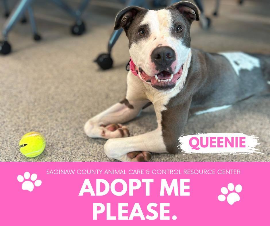 QUEENIE, an adoptable Pit Bull Terrier in Saginaw, MI, 48602 | Photo Image 1