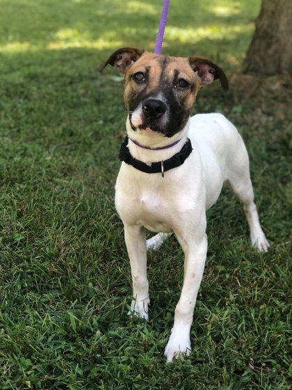 Alice, an adoptable Spaniel, Parson Russell Terrier in Morton Grove, IL, 60053 | Photo Image 1