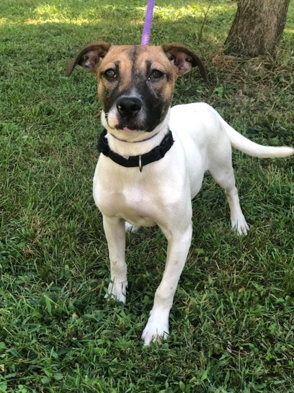 Alice, an adoptable Spaniel, Parson Russell Terrier in Morton Grove, IL, 60053 | Photo Image 2