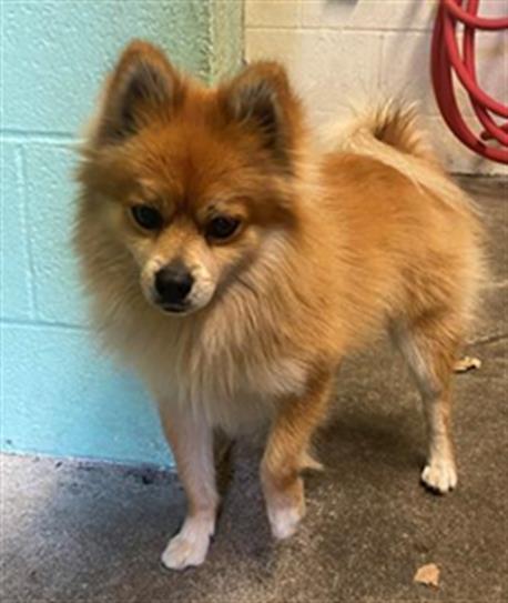 FOXY, an adoptable Pomeranian in Sacramento, CA, 95818 | Photo Image 1