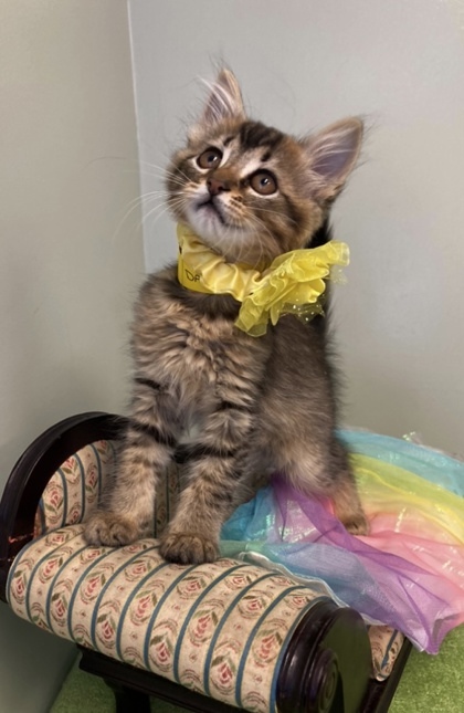 Daffy, an adoptable Somali, Domestic Short Hair in Picayune, MS, 39466 | Photo Image 2