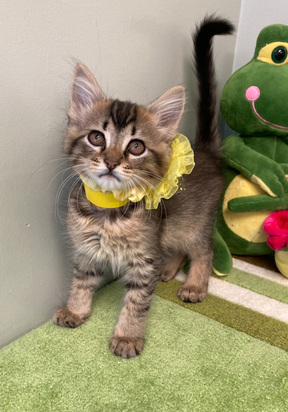 Daffy, an adoptable Somali, Domestic Short Hair in Picayune, MS, 39466 | Photo Image 3