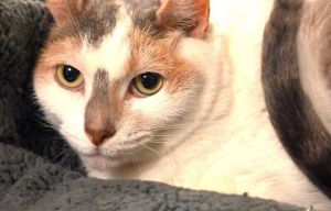 OLIVIA Domestic Short Hair Cat
