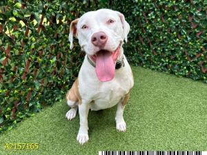 Dog for adoption - BELLA HADID, a Pit Bull Terrier in West Palm Beach ...