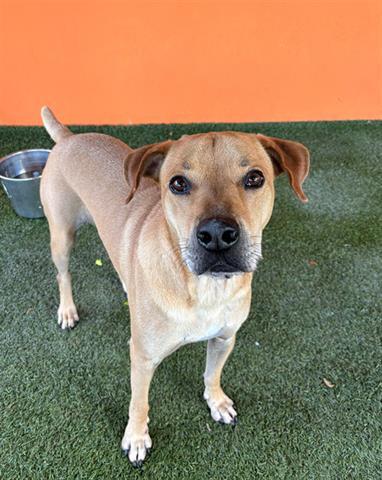 SAMSON, an adoptable Labrador Retriever in Miami, FL, 33122 | Photo Image 1