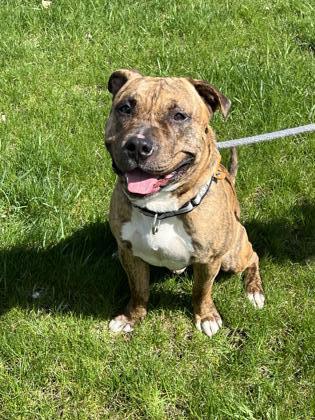 Twix, an adoptable Pit Bull Terrier, Mixed Breed in Fergus Falls, MN, 56537 | Photo Image 1