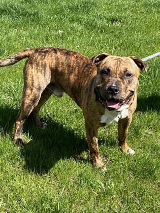 Twix, an adoptable Pit Bull Terrier, Mixed Breed in Fergus Falls, MN, 56537 | Photo Image 2