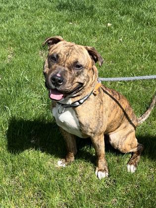 Twix, an adoptable Pit Bull Terrier, Mixed Breed in Fergus Falls, MN, 56537 | Photo Image 3