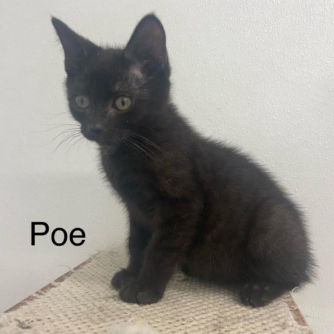 Poe, an adoptable Domestic Medium Hair in Kingman, KS, 67068 | Photo Image 1