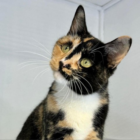 Veta, an adoptable Domestic Short Hair in Idaho Falls, ID, 83402 | Photo Image 1