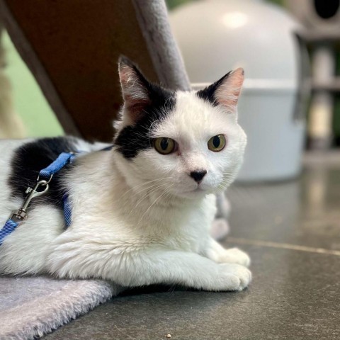 Hannah, an adoptable Domestic Short Hair in Idaho Falls, ID, 83402 | Photo Image 1