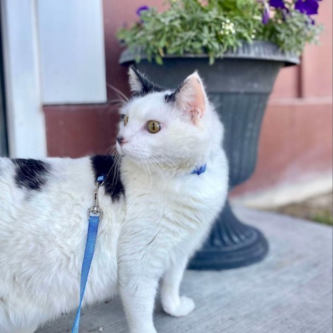 Hannah, an adoptable Domestic Short Hair in Idaho Falls, ID, 83402 | Photo Image 4