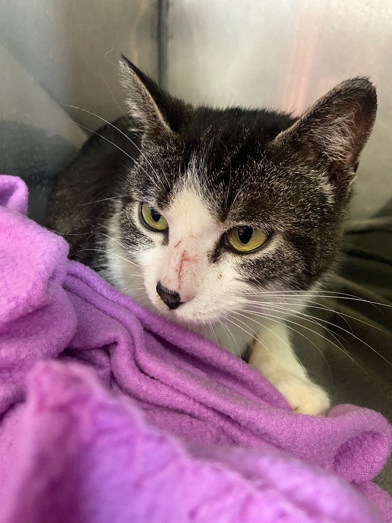 Tumble, an adoptable Domestic Short Hair in Virginia, MN, 55792 | Photo Image 1