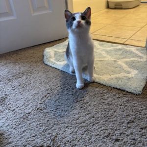 Paper Domestic Medium Hair Cat