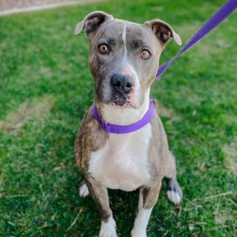 Holly, an adoptable Mixed Breed in Great Falls, MT, 59404 | Photo Image 2