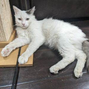 Mattise is a beautiful Turkish Van mix with a luscious coat and a gorgeous plume