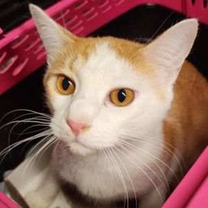 Meet Julius a 2-year-old male orange tabby Julius is a handsome and friendly companion who enjoys 
