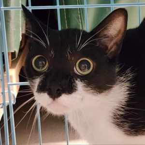 Meet Nugget an adorable 11-month-old male cat with a charming black and white coat Nuggets playfu