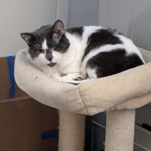 Hi Im Keswick When I first got rescued I was so shy all I did was hide But af
